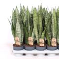 Sansevieria zeylanica