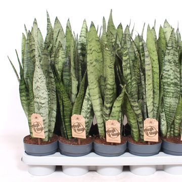 Sansevieria zeylanica