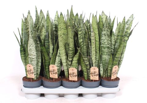 Sansevieria zeylanica