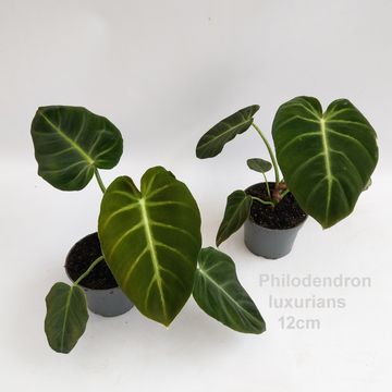 Filodendron luxurians