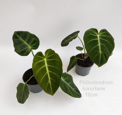 Filodendron luxurians