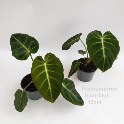 Philodendron luxurians