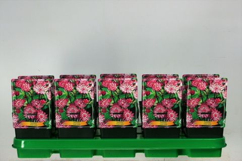 Astrantia Major Pink P11
