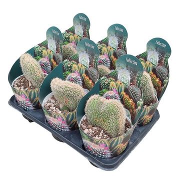 Mammillaria pringlei cristata