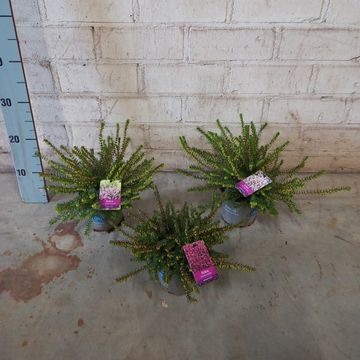 Erica x darleyensis MIX