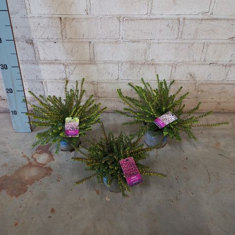 Erica x darleyensis MIX