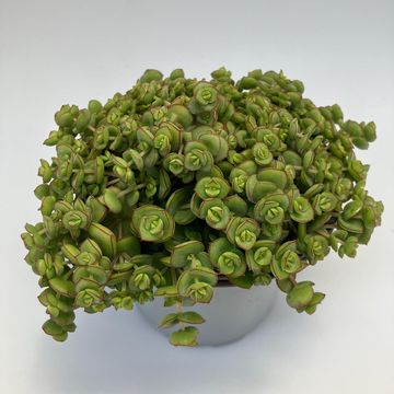 Sedum 'Majestic Kiss'