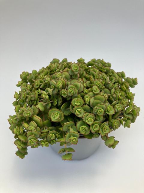Sedum 'Majestic Kiss'