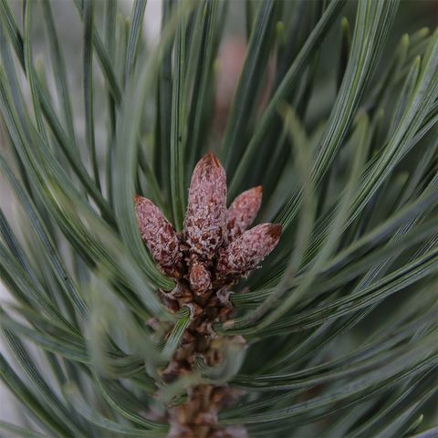 Pinus sylvestris 'Watereri'