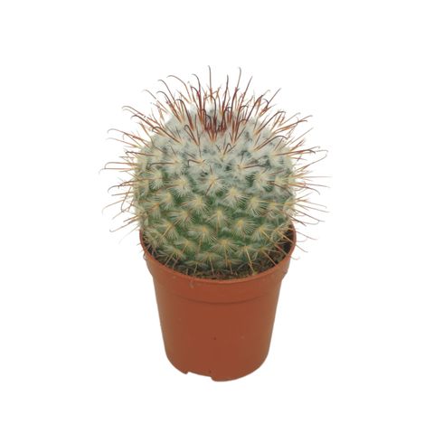 Mammillaria bombycina