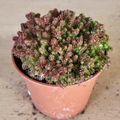 Sedum sexangulare