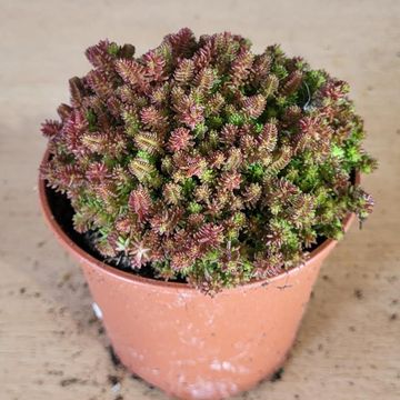 Sedum sexangulare