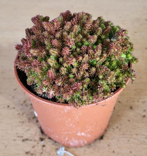 Sedum sexangulare