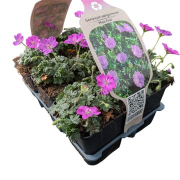 Geranium sanguineum 'Max Frei'