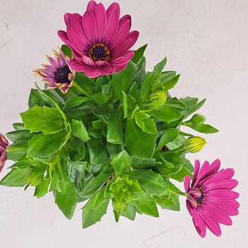 Osteospermum SEÑORITA CARLA