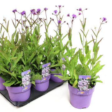 Vanda lilacina