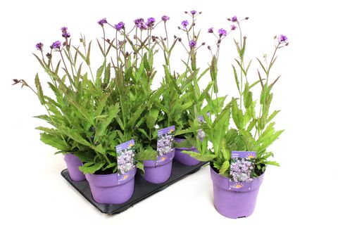 Vanda lilacina