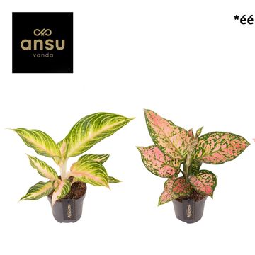 Aglaonema 'Pink Surprise'