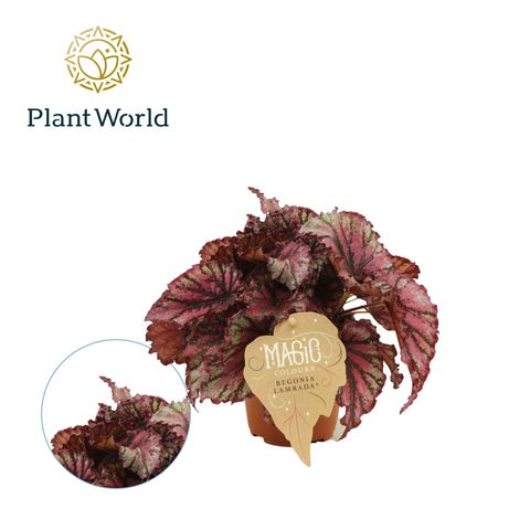 Begonia MAGIC COLOURS LAMBADA
