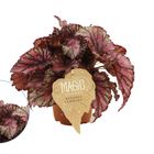 Begonia MAGIC COLOURS LAMBADA