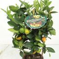 Citrus x microcarpa