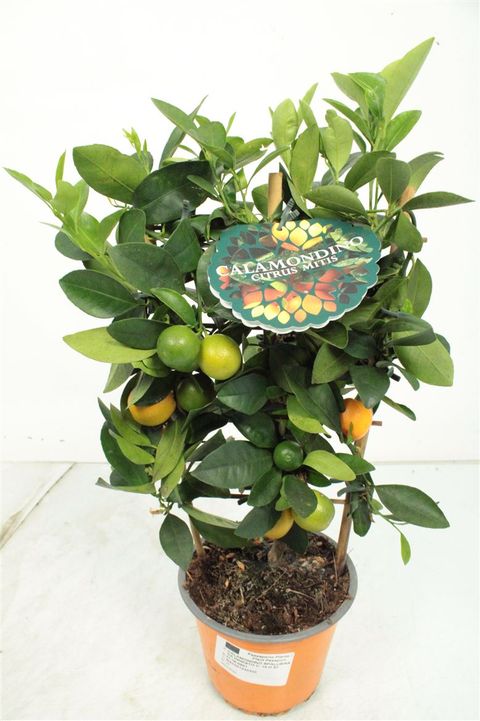 Citrus x microcarpa