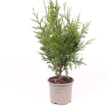 Thuja plicata 'Excelsa'