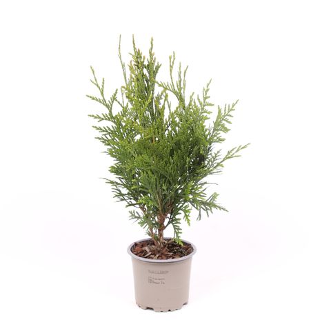 Thuja plicata 'Excelsa'