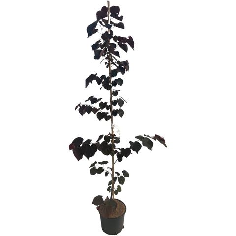 Cercis canadensis ACE OF SPADES / BLACK PEARL