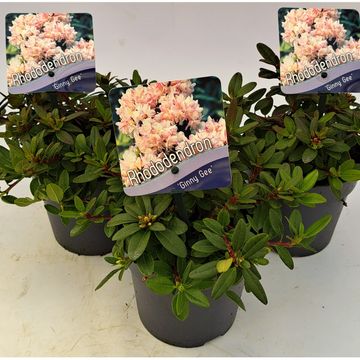 Rhododendron 'Ginny Gee'