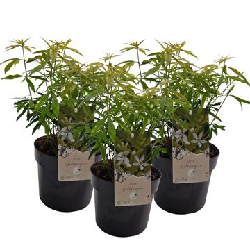 Choisya ternata GOLDFINGERS