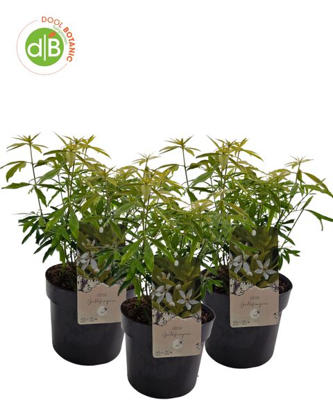 Choisya ternata GOLDFINGERS