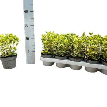Euonymus japonicus MARIEKE