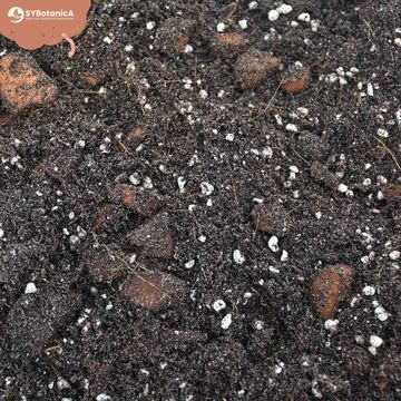 Substrates FICUS MIX