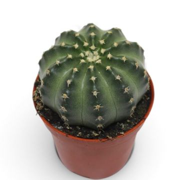Echinocereus pulchellus