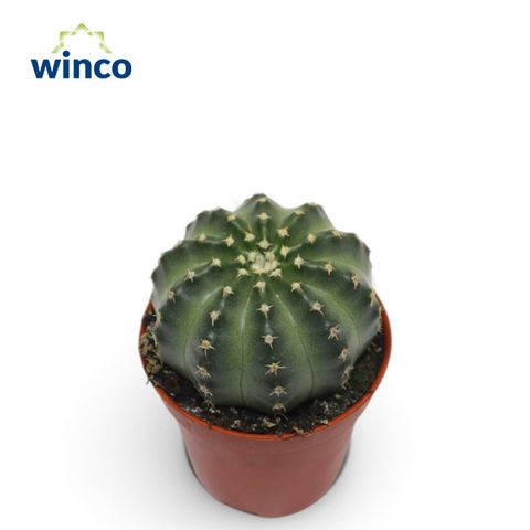 Echinocereus pulchellus