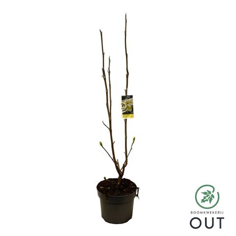 Magnolia denudata YELLOW RIVER