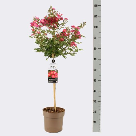 Rosa LUPO