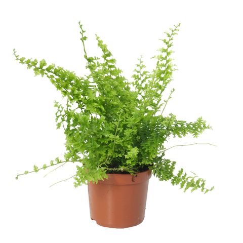 Nephrolepis exaltata 'Green Fantasy'