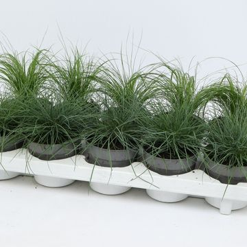 Grasses MIX