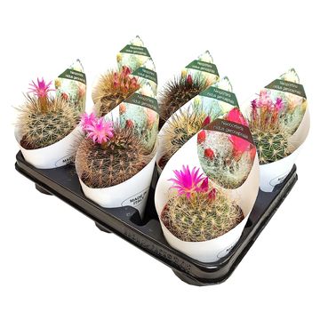 Neoporteria nidus gerocephala