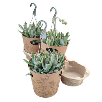 Kalanchoe tomentosa