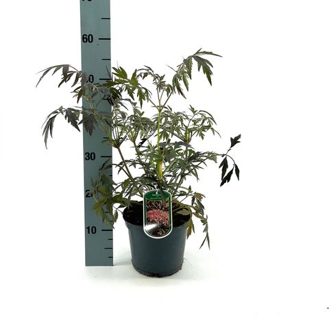 Sambucus nigra BLACK LACE