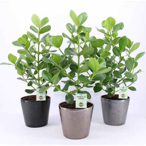 Clusia rosea 'Princess'