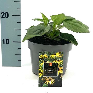 Rudbeckia fulgida 'Goldsturm'