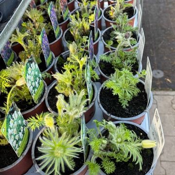Pulsatilla vulgaris MIX