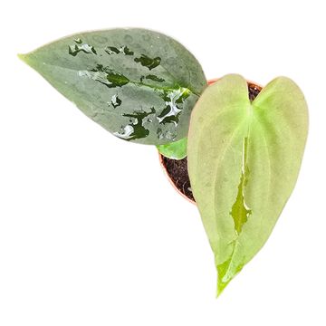Anthurium papillilaminum 'Guna Yala' x BVEP