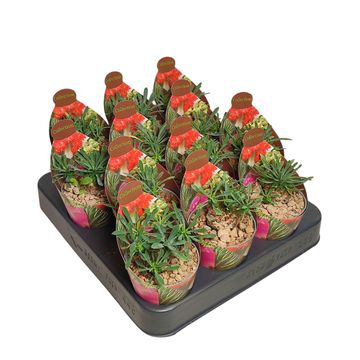 Euphorbia x japonica