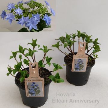 Hydrangea macrophylla 'Elleair Anniversary'