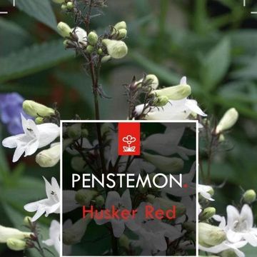 Penstemon digitalis 'Husker Red'